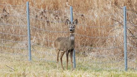 Kein Durchkommen. Ein Reh im Nationalpark Unteres Odertal am Schutzzaun gegen Wildschweine.