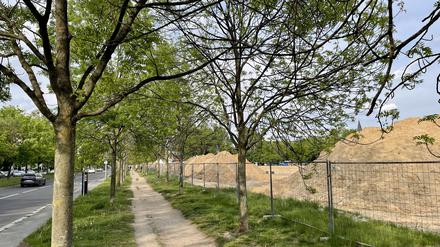 Noch stehen sie. Die Eschen an der Werneuchener Wiese. 