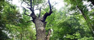 Auch der älteste Baum Berlins ist eine Eiche: die „dicke Marie“ steht in Reinickendorf.
