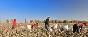 Auf den Baumwollfeldern in der chinesischen Provinz Xinjiang arbeiten mehr als eine halbe Million Uiguren unter Zwang.  Auch Produkte, die in Deutschland verkauft werden, könnten die dort gepflückte Baumwolle enthalten. 