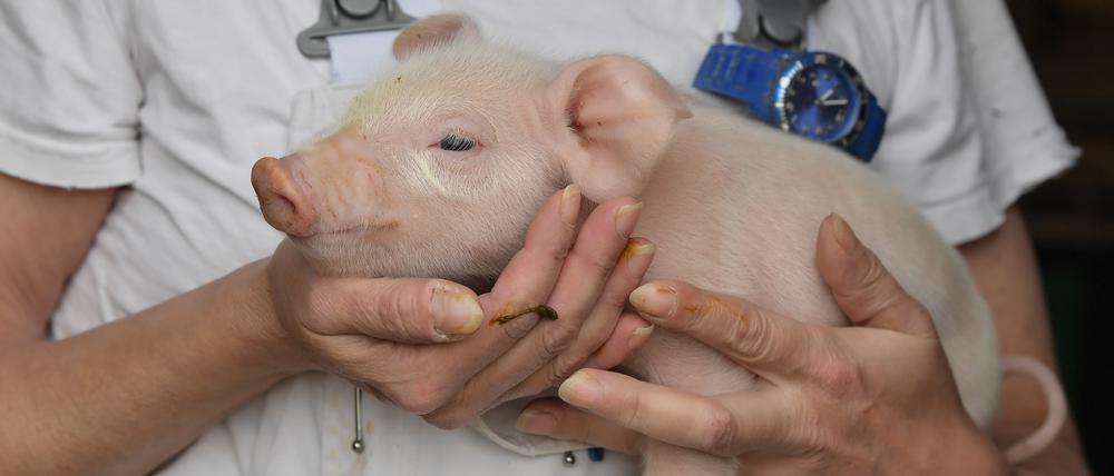 Risikogebiet. Die Afrikanische Schweinepest bringt Brandenburger Zuchtbetriebe in Existenznot: Sie werden ihr Fleisch nicht mehr los. Immer wieder werden an der deutsch-polnischen Grenze tote Wildschweine gefunden, die an der Seuche verendet sind.