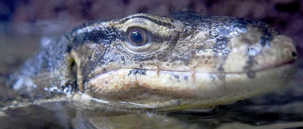 Lars Spannagel besucht mit seiner Tochter auch Warane. 