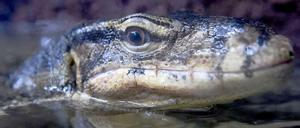 Lars Spannagel besucht mit seiner Tochter auch Warane. 