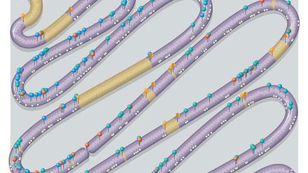 Der Bauplan des Chromosoms.