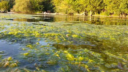 Wo bitte, kann man hier noch schwimmen? Ekel-Baden an der Havel, Radfahrerwiese, im Corona-Sommer 2020.
