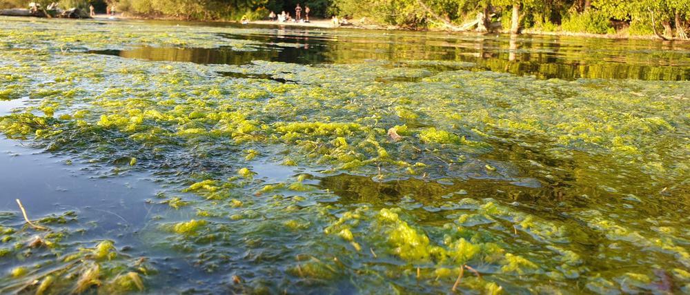 Wo bitte, kann man hier noch schwimmen? Ekel-Baden an der Havel, Radfahrerwiese, im Corona-Sommer 2020.