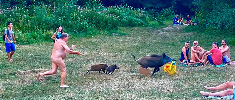 Der Mann will seinen Laptop wieder - ein Wildschwein hatte die Tüte mit dem Gerät gestohlen.