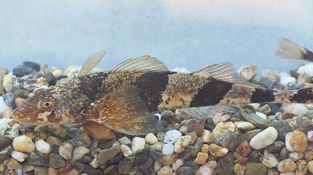 Ein schwarz-braun gestreifter Barsch-artiger Fisch auf kiesigem Grund
