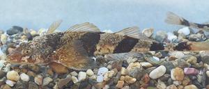 Ein schwarz-braun gestreifter Barsch-artiger Fisch auf kiesigem Grund