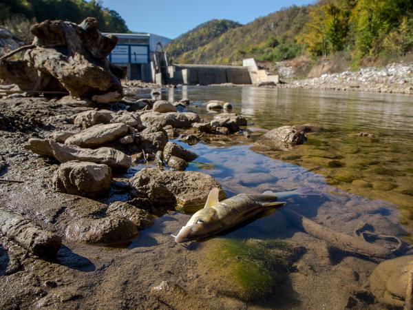 Ein toter Fisch liegt am Ufer eines Baches unterhalb eines Staudamms.