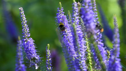 Wildstauden wie der Steppensalbei (Salvia nemorosa) sind besonders resistent.