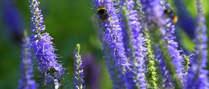 Wildstauden wie der Steppensalbei (Salvia nemorosa) sind besonders resistent.