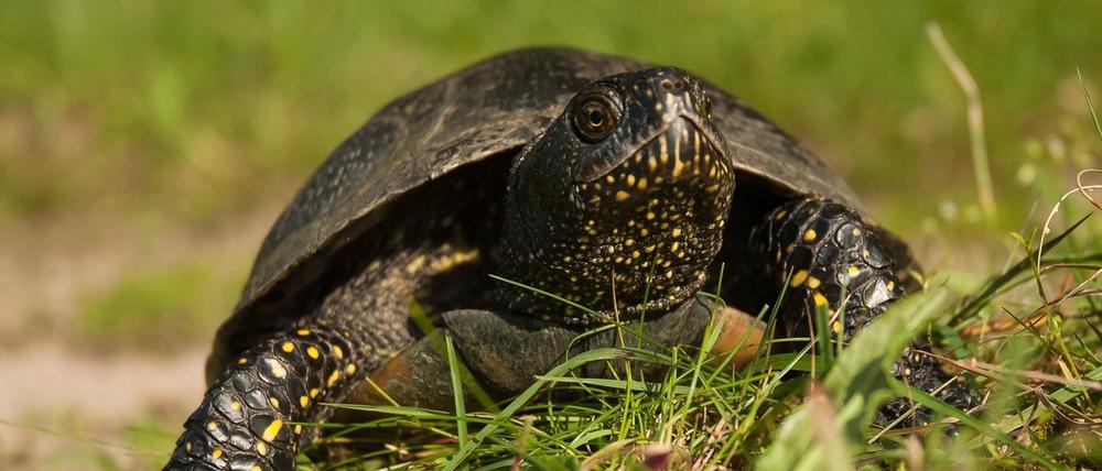 Ein Weibchen der Europäischen Sumpfschildkröte auf ihrem beschwerlichen Weg zum Ablegen ihrer Eier.