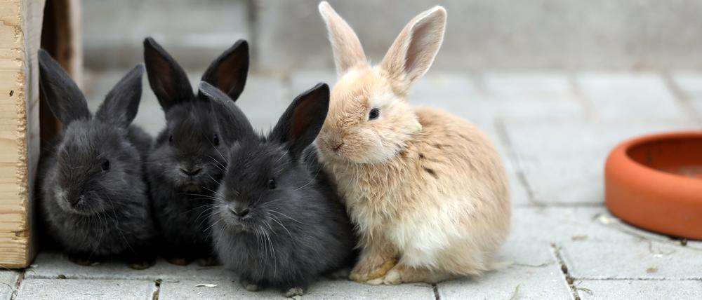 Kaninchen sind ein beliebtes Haustier für Familien und Kinder.