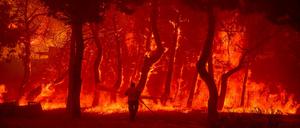 Ein Mann geht mit einem Löschschlauch auf die Flammen eines Waldbrandes auf der Ferieninsel Lesbos zu.