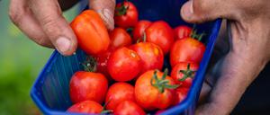 Tomaten auf dem „Wolkensteiner Hof“ in Groß Kreutz.