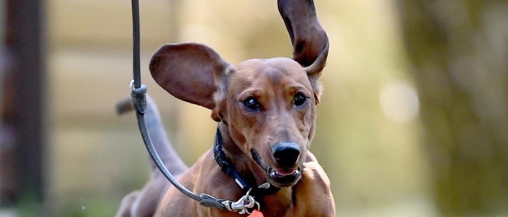 ARCHIV - 21.07.2018, Berlin: Kurzhaardackel Emil rennt beim Dackeltreffen auf der Dackelranch Lichtenrade über den Platz. Ein Hund muss sich viel bewegen. Foto: Britta Pedersen/ZB/dpa - Honorarfrei nur für Bezieher des Dienstes dpa-Nachrichten für Kinder +++ dpa-Nachrichten für Kinder +++ +++ dpa-Bildfunk +++