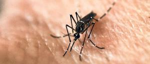 An Aedes Aegypti mosquito is photographed on human skin in a lab of the International Training and Medical Research Training Center (CIDEIM) on January 25, 2016, in Cali, Colombia. CIDEIM scientists are studying the genetics and biology of Aedes Aegypti mosquito which transmits the Zika, Chikungunya, Dengue and Yellow Fever viruses, to control their reproduction and resistance to insecticides. The Zika virus, a mosquito-borne disease suspected of causing serious birth defects, is expected to spread to all countries in the Americas except Canada and Chile, the World Health Organization said. AFP PHOTO/LUIS ROBAYO