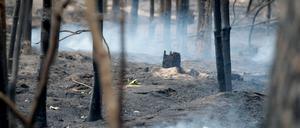 Das Land Brandenburg, in dem in diesem Jahr erneut große Feuer wüten, gilt bundesweit als das Land mit der höchsten Waldbrandgefährdung. 