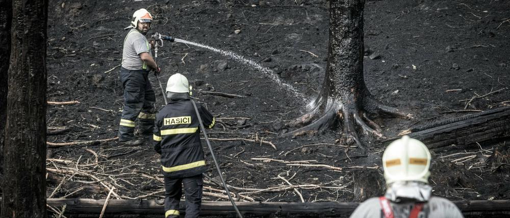 Einsatzkräfte der Feuerwehr löschen einen Waldbrand im Nationalpark Böhmische Schweiz.
