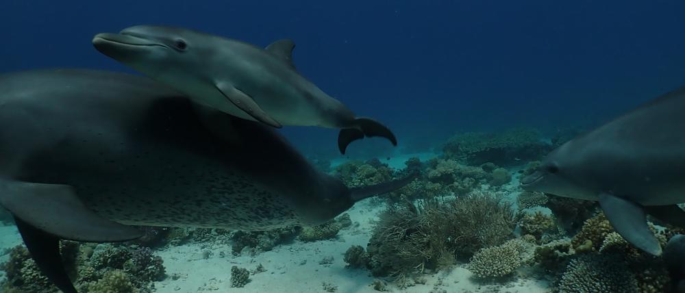 Eine Delfinmutter schwimmt mit ihrem Kalb durch das Riff.