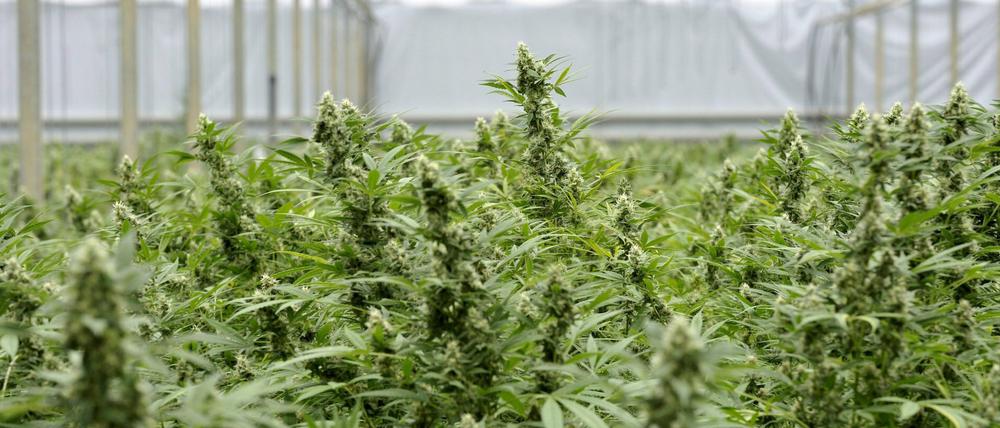 Eine Cannabis-Plantage (Symbolbild).