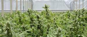 Eine Cannabis-Plantage (Symbolbild).