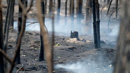 Rauch steigt in einem Wald im Landkreis Elbe-Elster vom Boden auf.