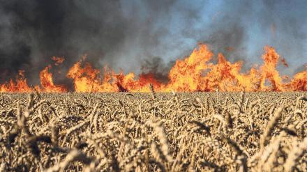 Erinnerung an die Schrecken des Holodomor. Ein ukrainisches Weizenfeld nach russischem Beschuss in der Region Charkiw.