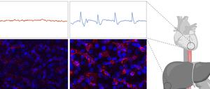 Erweckt: Herz- sowie Zellaktivität in verschiedensten Organen konnte wiederhergestellt werden.
