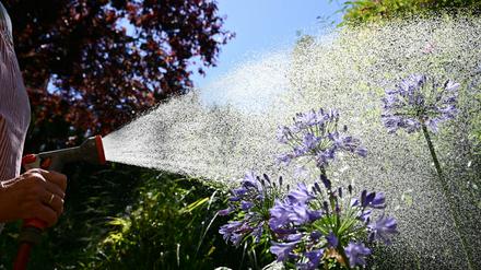 Eine Frau besprüht bei Hitze und strahlendem Sonnenschein in einem Garten eine Schmucklilie mit Wasser aus einem Gartenschlauch.
