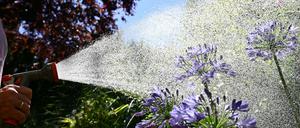 Eine Frau besprüht bei Hitze und strahlendem Sonnenschein in einem Garten eine Schmucklilie mit Wasser aus einem Gartenschlauch.