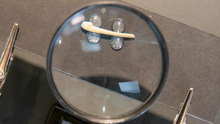 In einer Vitrine im Urgeschichtlichen Museum Blaubeuren wird 1m 2. August 2022 der Knochen eines Schneehuhns gezeigt.