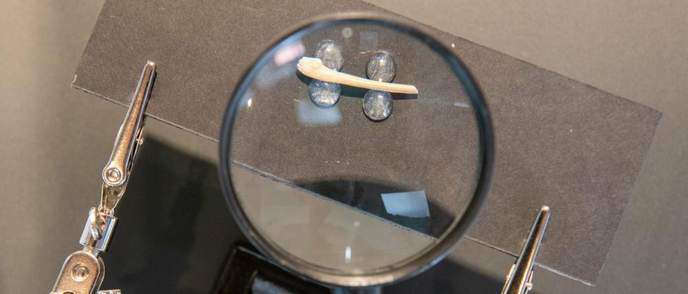 In einer Vitrine im Urgeschichtlichen Museum Blaubeuren wird 1m 2. August 2022 der Knochen eines Schneehuhns gezeigt.