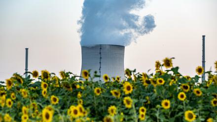 Der Kühlturm des Atomkraftwerks (AKW) Isar 2 in Essenbach vor einem Sonnenblumenfeld am 21. Juli 2022.