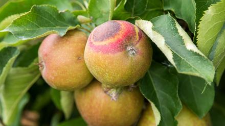 Ein Apfel mit Sonnenbrand