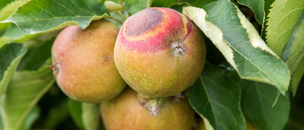 Ein Apfel mit Sonnenbrand