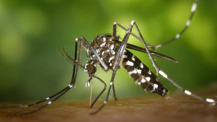 Eine weibliche Asiatische Tigermücke (Aedes albopicts)