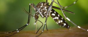 Eine weibliche Asiatische Tigermücke (Aedes albopicts)