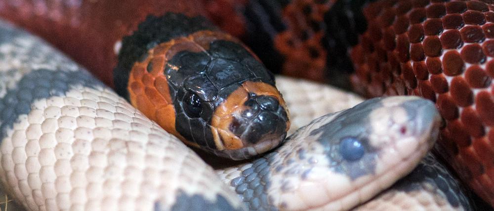 Die Kalifornische Kettennatter bereitet derzeit auf Gran Canaria Probleme. Für den Menschen ist sie jedoch ungefährlich. 