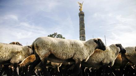 Völlig von der Wolle: Auch in Berlin gibt es Schafe. An der Siegessäule nur sporadisch, im Grunewald permanent.