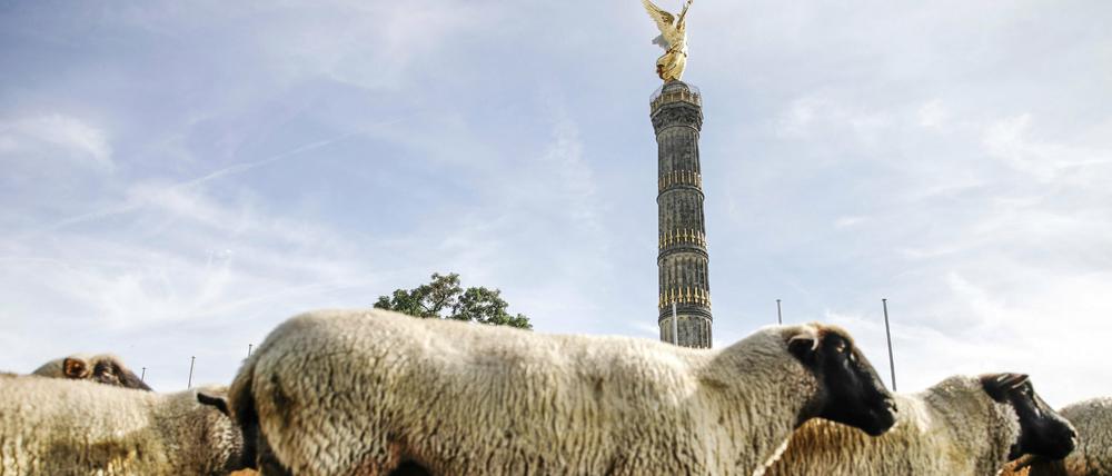 Völlig von der Wolle: Auch in Berlin gibt es Schafe. An der Siegessäule nur sporadisch, im Grunewald permanent.