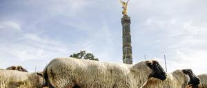 Völlig von der Wolle: Auch in Berlin gibt es Schafe. An der Siegessäule nur sporadisch, im Grunewald permanent.