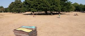 Englischer Rasen. Im Hyde Park in London können die Menschen sich Sonnenliegen mieten. Nur war das Gras schon mal grüner als in diesem Sommer. 
