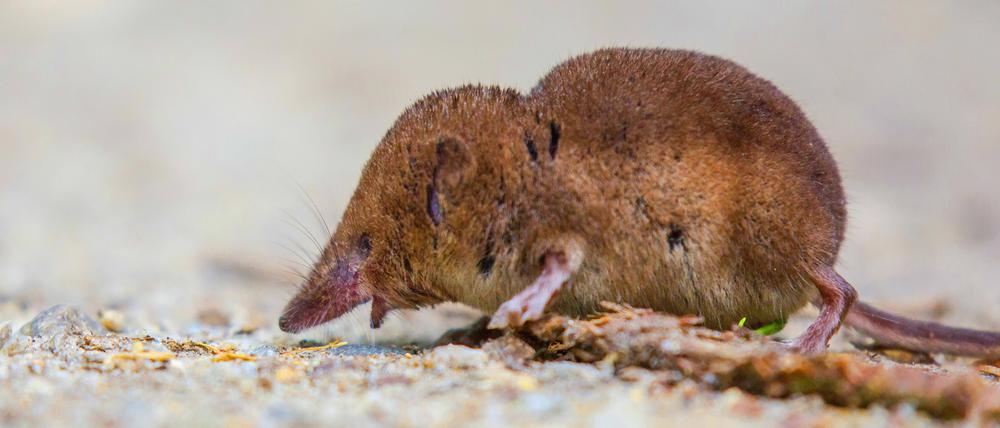 Reservoir: In der Familie der Spitzmäuse gibt es viele sehr effektive Virenüberträger.