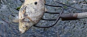 Ein toter Fisch wird aus dem Wasser des deutsch-polnischen Grenzflusses Oder geborgen.