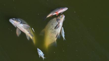 Tote Fische treiben in der Oder im Nationalpark Unteres Odertal nördlich der Stadt Schwedt.
