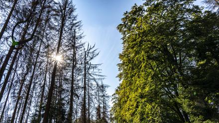 Tote Fichten, intakte Buchen: Baumarten reagieren teils sehr unterschiedlich auf Klimaextreme.