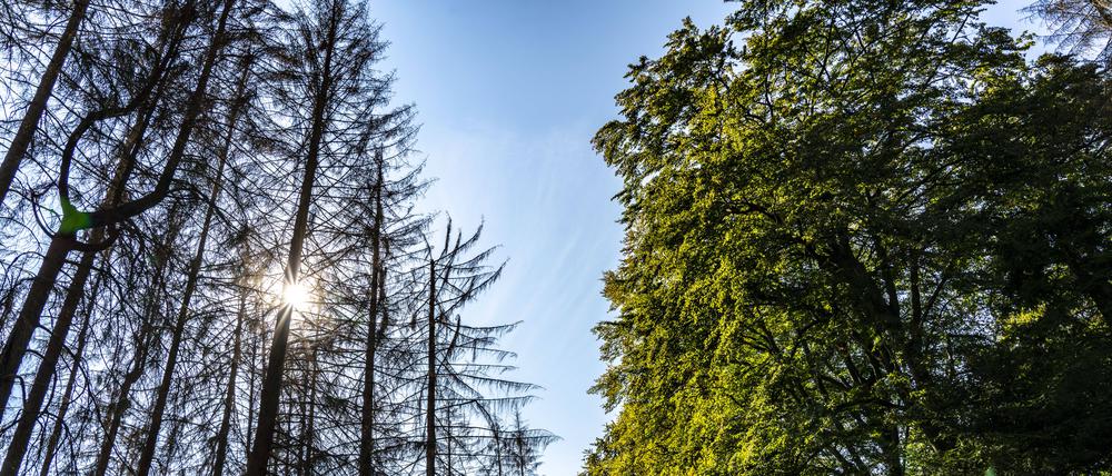 Tote Fichten, intakte Buchen: Baumarten reagieren teils sehr unterschiedlich auf Klimaextreme.