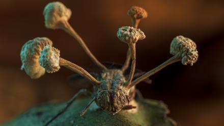 Fruchtkörper eines parasitären Pilzes treiben aus einer Fliegenleiche.